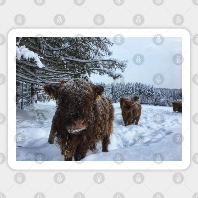 Scottish Highland Cattle Calves 1885 Sticker by SaarelaHighland